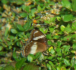 High angle view of butterfly on plant