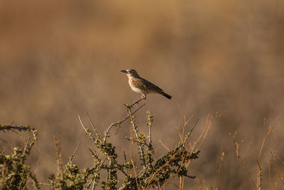 Bird perching on a plant