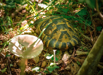 High angle view of shell on field