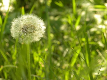 Close-up of dandelion