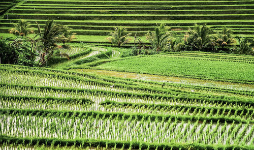Scenic view of agricultural field