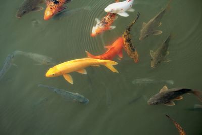 Fish swimming in sea