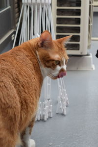 Close-up of a cat drinking water