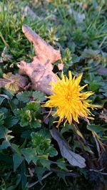 Close-up of yellow flower