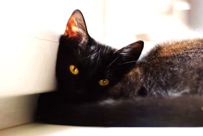 Close-up portrait of black cat at home