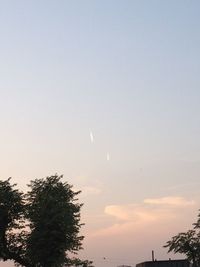 Low angle view of trees against clear sky