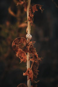 Close-up of flowering plant on field