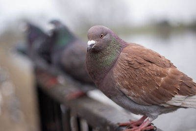 Close-up of pigeon perching on railing