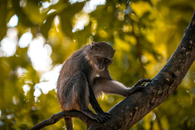 Little wild monkey in the tree of the safari wild park of tsavo east in kenya africa.