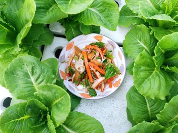 Close-up of green leaves