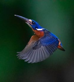 bird