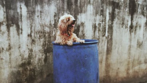 Small dog in drum against wall