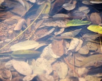 Close-up of leaves in water