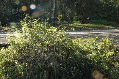 Close-up of plants against trees