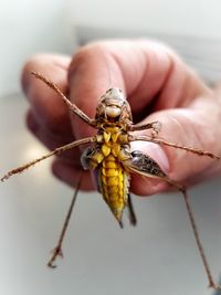 Close-up of insect on hand