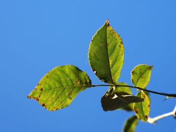 Close-up of plant against clear blue sky