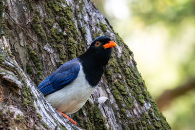 Close-up of bird perching on tree