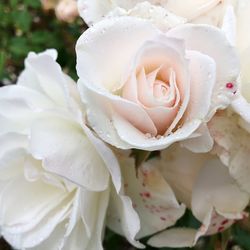 Close-up of wet white rose blooming outdoors