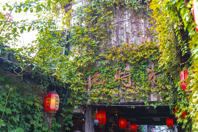 Trees and plants hanging outside building