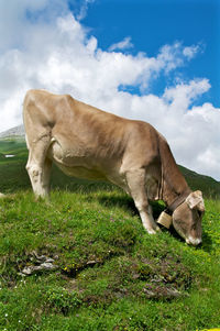 Cow grazing on field against sky