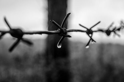 Close-up of barbed wire