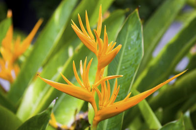 Close-up of yellow flower blooming outdoors