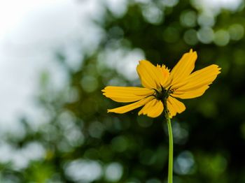 Close-up of yellow cosmos flower blooming outdoors