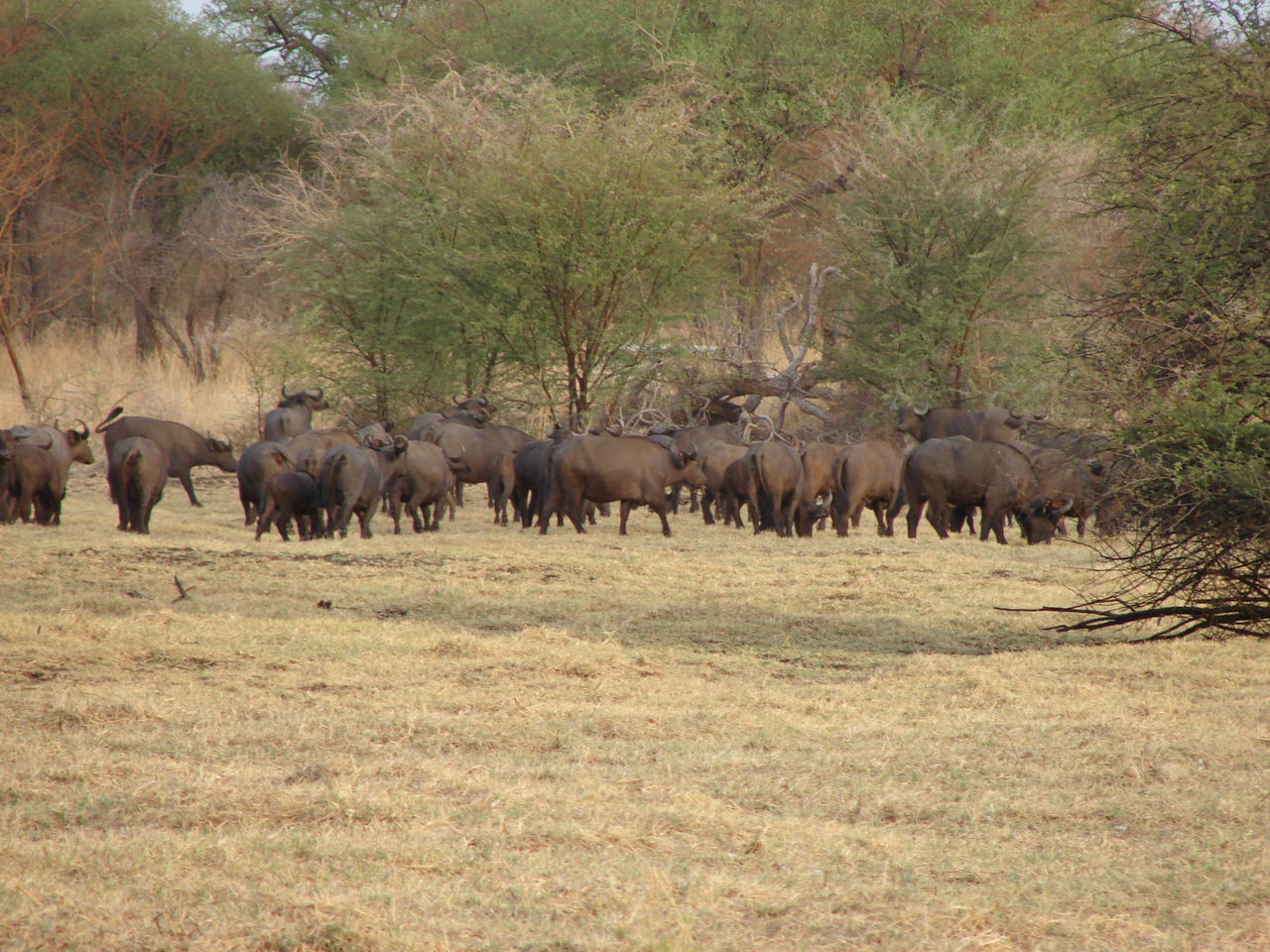 HERD OF SHEEP IN A FIELD