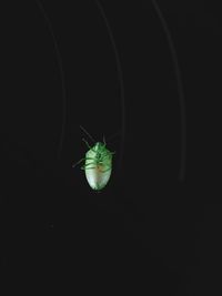 Close-up of insect over black background