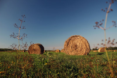 Hay bales on field