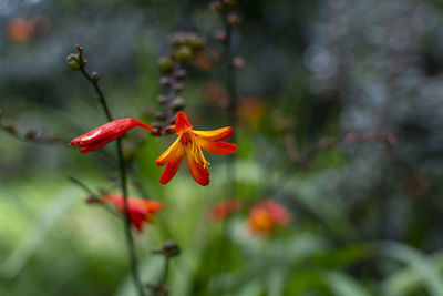 Close-up of red flowering plant