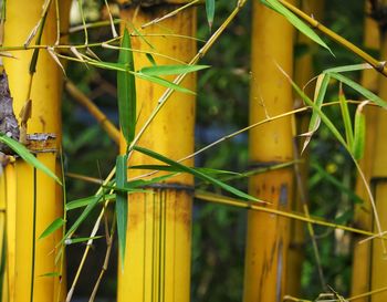 Close-up of yellow metal fence on field