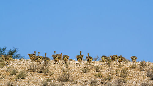 View of animals on field against clear sky