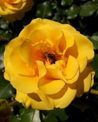 Close-up of bee pollinating on yellow flower