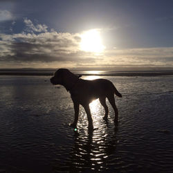 Dog standing on beach