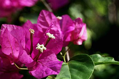 Close-up of pink flowers