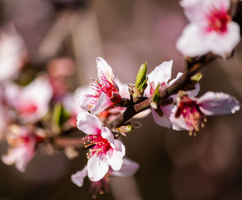 Close-up of pink cherry blossom