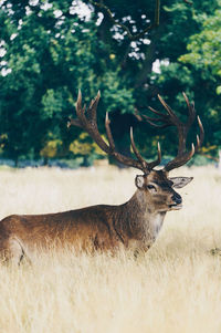 Reindeer standing on field in forest