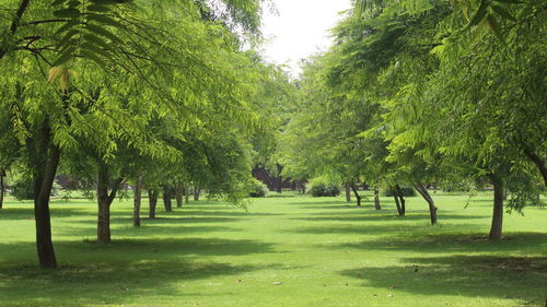 View of trees on landscape