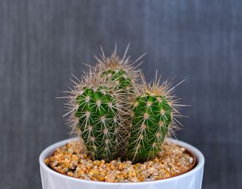 Close-up of cactus plant in pot