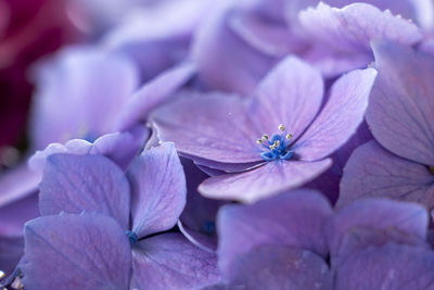 Close-up of purple hydrangea flowers