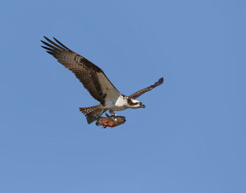 Low angle view of eagle flying against clear blue sky