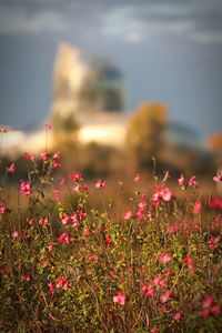 Close-up of pink flowers blooming outdoors