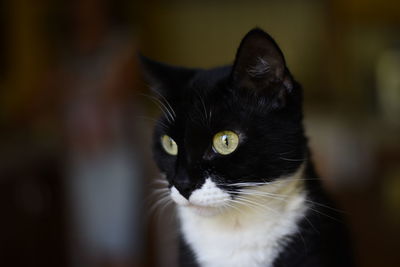 Close-up portrait of black cat