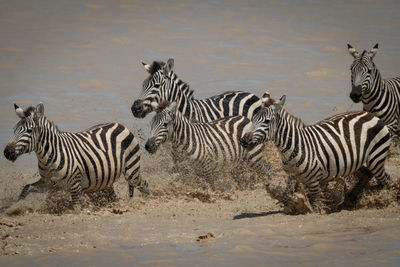 Zebras crossing river