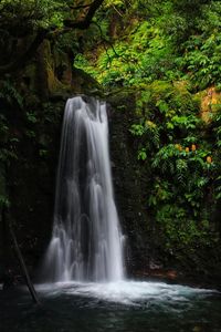 Scenic view of waterfall in forest