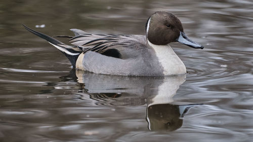 Duck swimming on lake