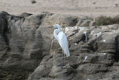 Seagull flying over rock