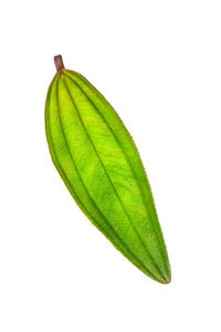 Close-up of green leaf on white background