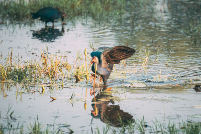 Ducks swimming in lake